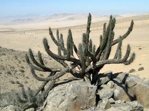 Foto: Desertul Atacama